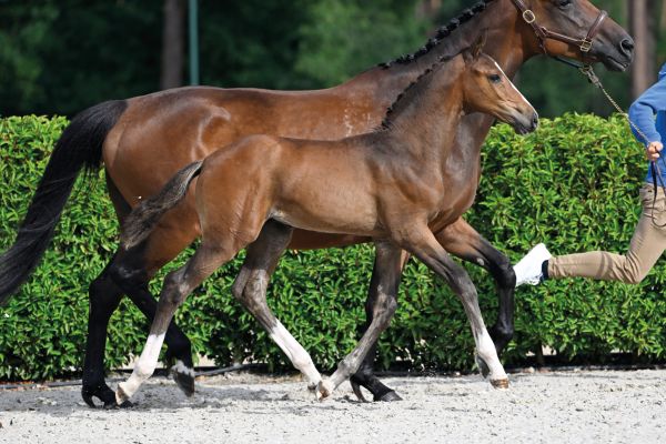 Zangersheide Quality Auction - Saturday Foals - Explore the
